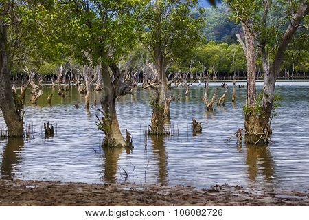 Liquica Lake And Marshland, East Timor