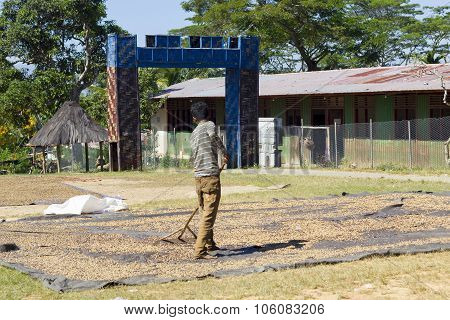 Unidentified Man Drying Red Coffee Berries