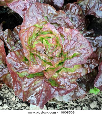 Roter kopfsalat im Boden