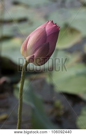 Pink Lotus Flowers Growing In Asian Lakes Flora Of The World