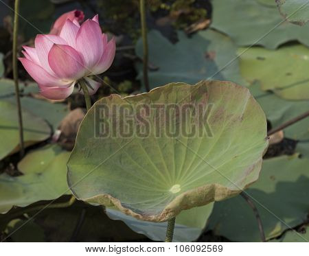 Pink Lotus Flowers Growing In Asian Lakes Flora Of The World