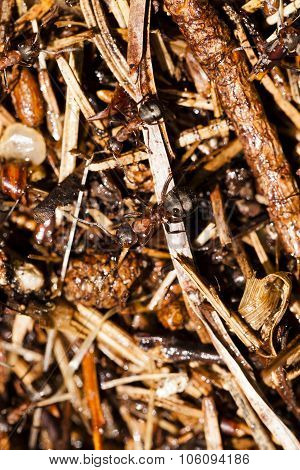 ant hill . close up
