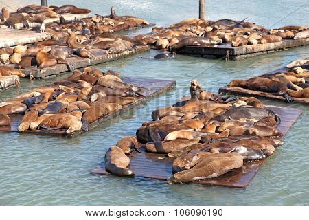 Sealions