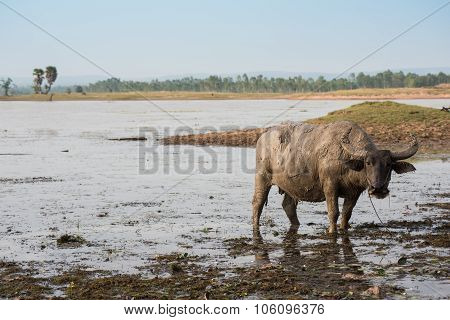 Muddy Buffalo Farming And Agriculture