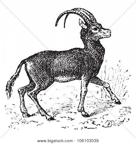 Antelope, vintage engraved illustration. Dictionary of words and things - Larive and Fleury - 1895.