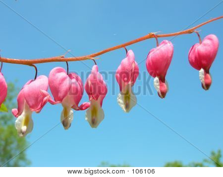 Flores cor de rosa