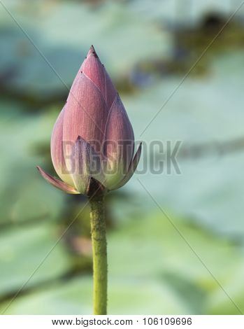 Pink Lotus Flowers Growing In Asian Lakes Flora Of The World