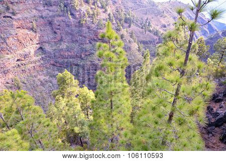 Pine Tree View
