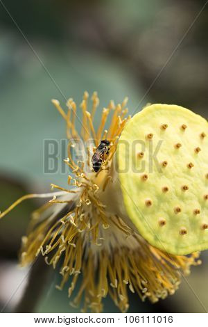 Wasp Collecting Pollen From Lotus Seed Animals Living In The World