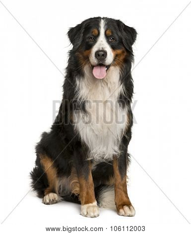 Bernese Mountain dog sitting in front of white background