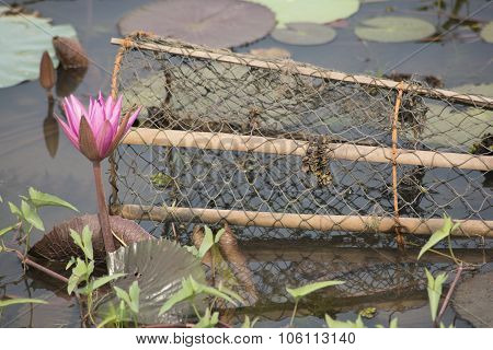 Purple Flowers Water Plants Asia