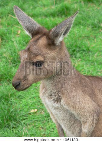Grå Kangaroo