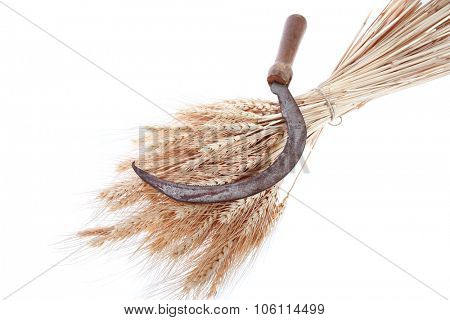 bunch of mown wheat ears with vintage handmade reaper hook sickle isolated on white background