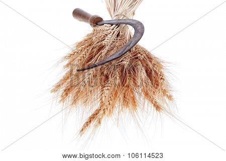 bunch of mown wheat ears with vintage handmade reaper hook sickle isolated on white background