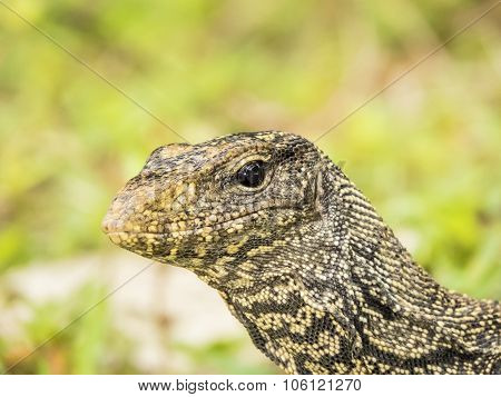 portrait of a wild asian water monitor