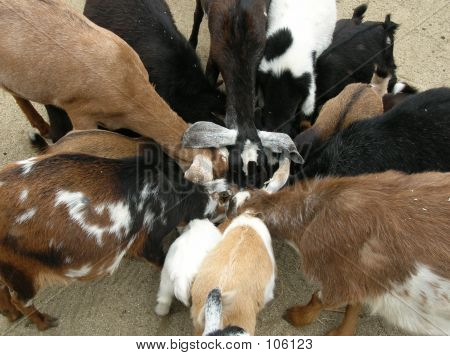 Cabras