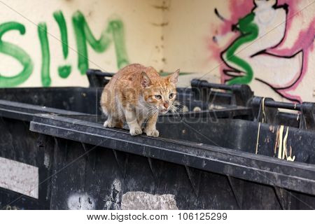 Homeless Redhead Kitten Cat On The Trash Container