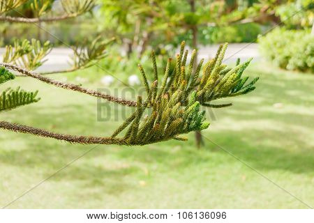 Close up side view Nolfolk island pine leaves.