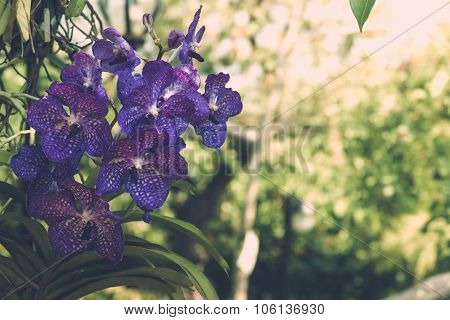 Beautiful Blooming Orchids In Forest