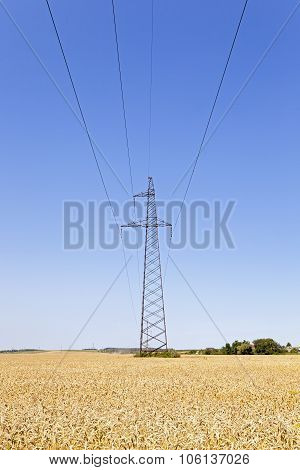 electric line in a wheat field