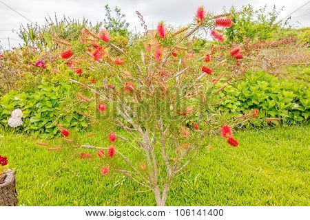Bottle Brush Tree