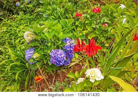 Typical Flowers On Madeira