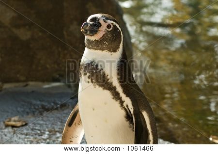 Penguen