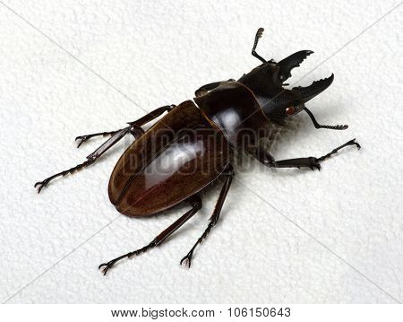 Stag beetle isolated on background