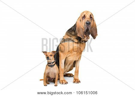 Miniature Pinscher And A Bloodhound