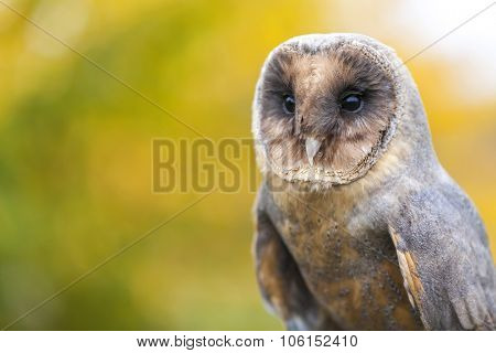 A rare Melanistic or Black Barn Owl in an Autumnal Fall forest