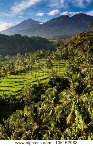 Rice Fields And Trees With Mt. Rinjani-lombok,asia