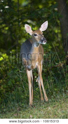Doe de floresta