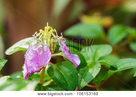 Dew Drops On Flower Dissotis Rotundifolia