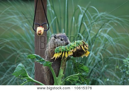 Groundhog çalmak ayçiçeği