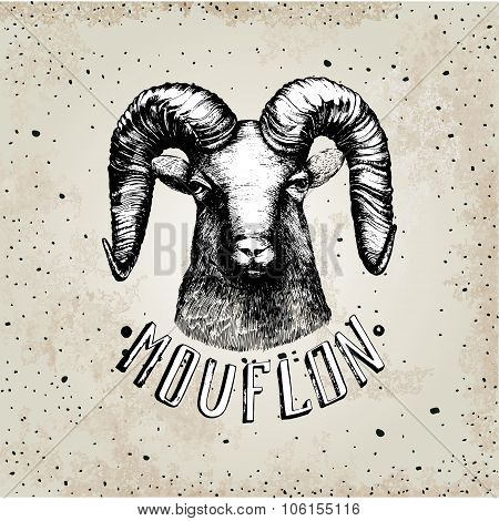 Vector illustration with moufflonl head.
