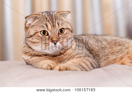 Scottish Fold Cat Tabby.