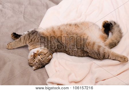 Scottish Fold Cat, Brown Tabby Lying Belly Up On Its Back.