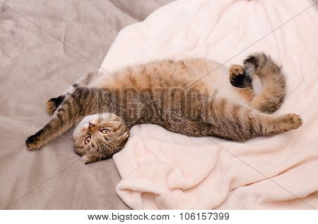 Scottish Fold Cat, Brown Tabby Lying Belly Up On Its Back.