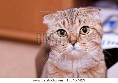 Scottish Fold Cat Tabby.