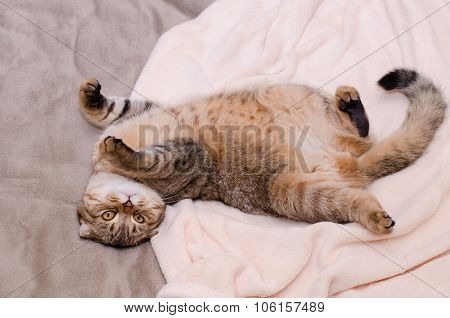 Scottish Fold Cat, Brown Tabby Lying Belly Up On Its Back.