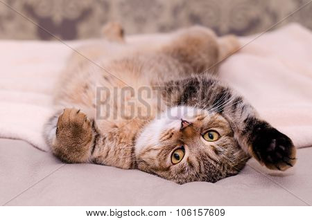 Scottish Fold Cat, Brown Tabby Lying Belly Up On Its Back.