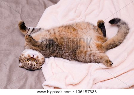 Scottish Fold Cat, Brown Tabby Lying Belly Up On Its Back.