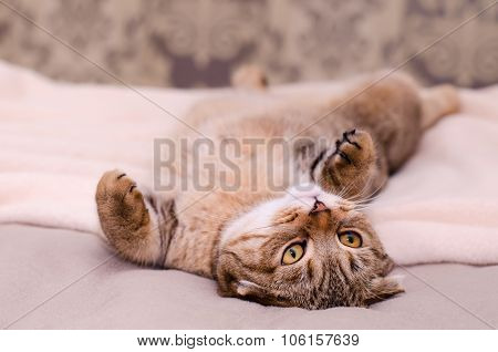 Scottish Fold Cat, Brown Tabby Lying Belly Up On Its Back.