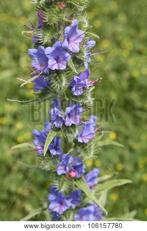 Viper's Bugloss (Echium vulgare)