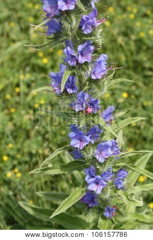 Viper's Bugloss (Echium vulgare)