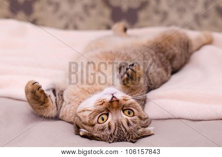 Scottish Fold Cat, Brown Tabby Lying Belly Up On Its Back.