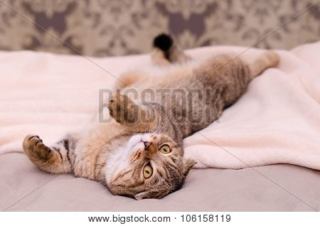 Scottish Fold Cat, Brown Tabby Lying Belly Up On Its Back.