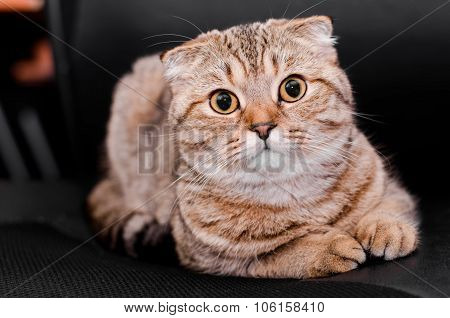 Scottish Fold Cat Tabby On A Black Background.