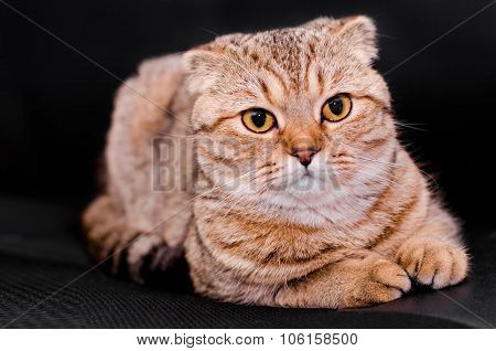 Scottish Fold Cat Tabby On A Black Background.
