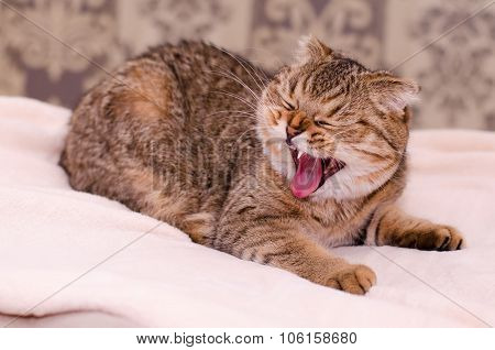 Scottish Fold Cat Tabby Yawning.